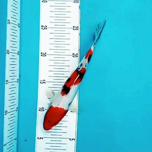 10. Sanke Medium || 20 cm