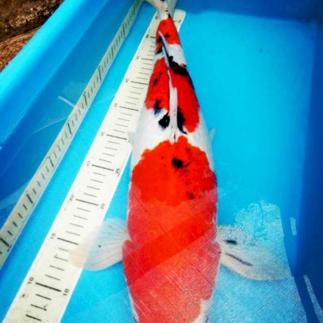 SANKE..CALON JUMBO 53CM