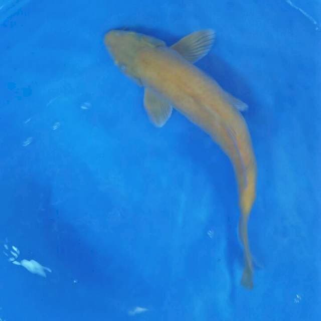 Karasi male 30 cm