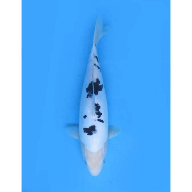 Bekko Doitsu Murni , 35cm