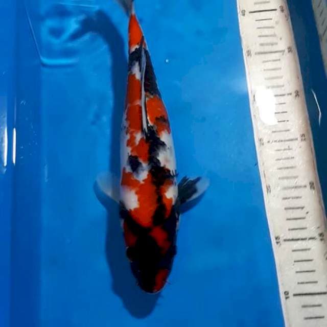 SHOWA 33 CM