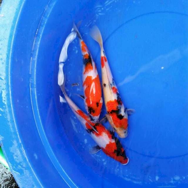 Showa 3 ekor.  27cm