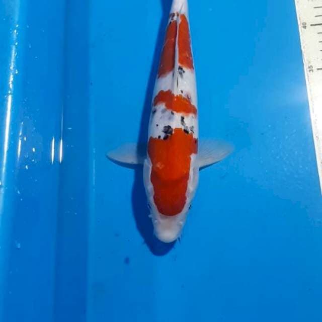 SANKE 32 CM