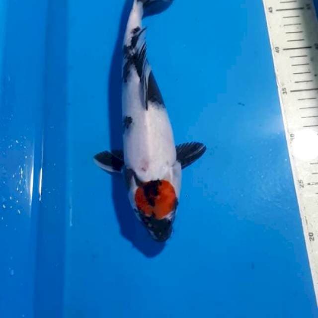 TANCHO SHOWA 30 CM