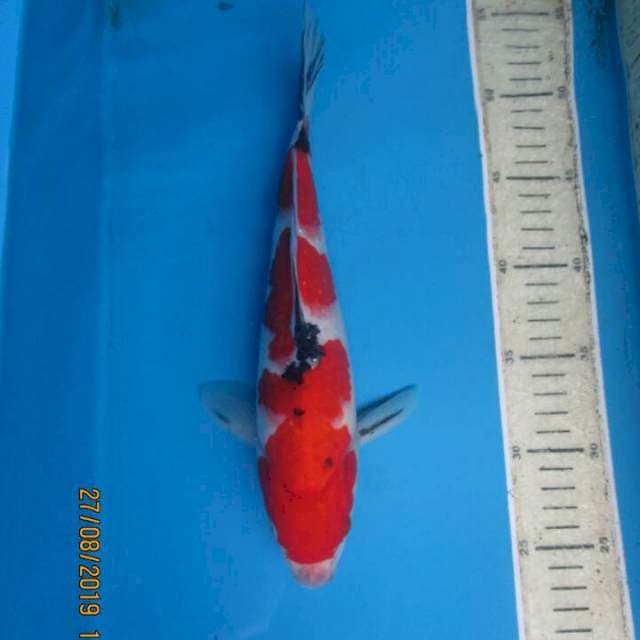 Sansoku25cm