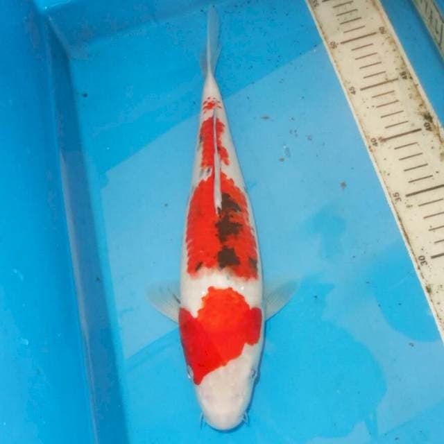 SANSHOKU