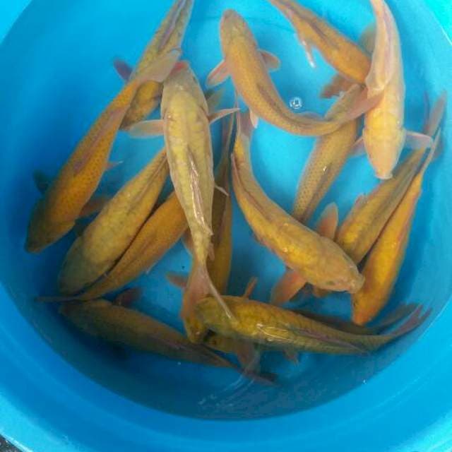 Mix caghoi midhori sisik dan araghke 15 ekor