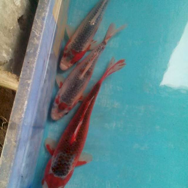 Siip22,23,26cm