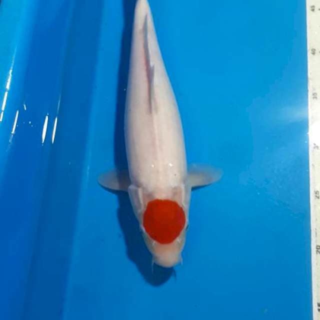 TANCHO ORI 34 CM