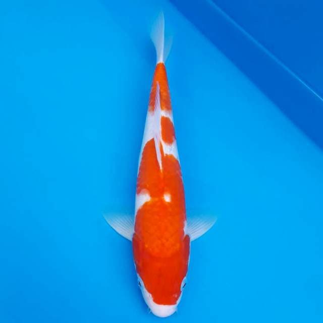 Kohaku