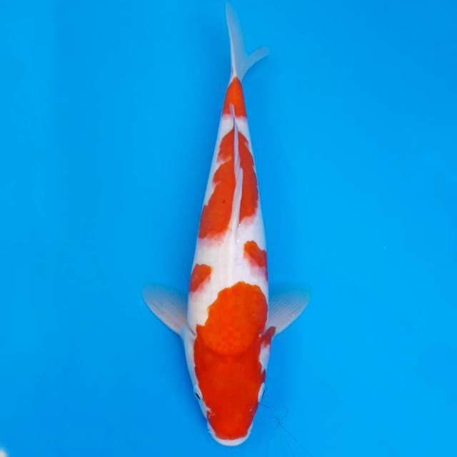 Kohaku