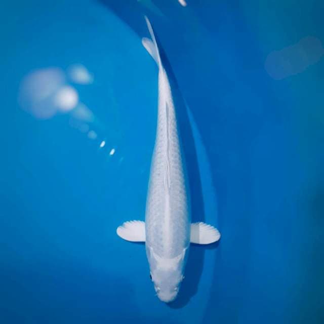 Platinum muluzz 31cm