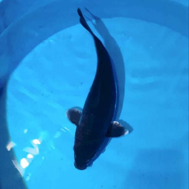 Baby Orca Hajiro Doitsu 37cm
