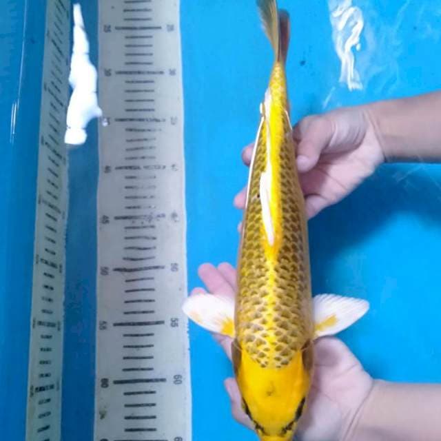 Yellow Kin Matsuba 35 cm