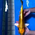 Yellow Kin Matsuba 35 cm