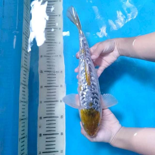 Unique Maruten Ochiba Ginrin 34 cm