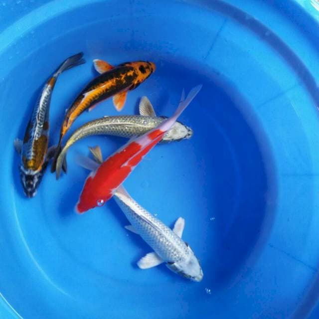 Mix koi 25cm