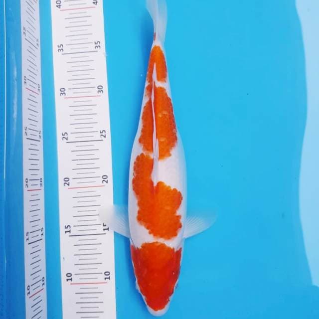 Kohaku 4 step 35cm