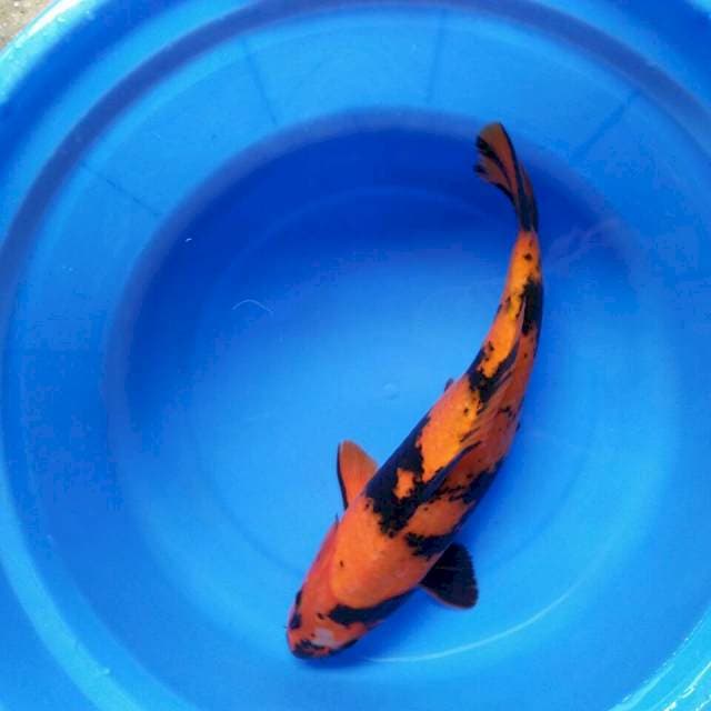 Hi utsuri 36cm