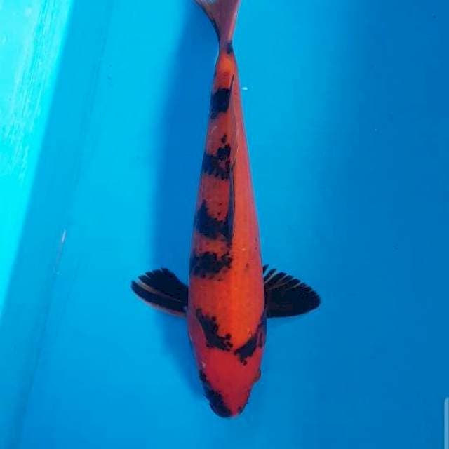 Hi Utsuri Pedas Male 37 cm
