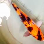 showa orisinil