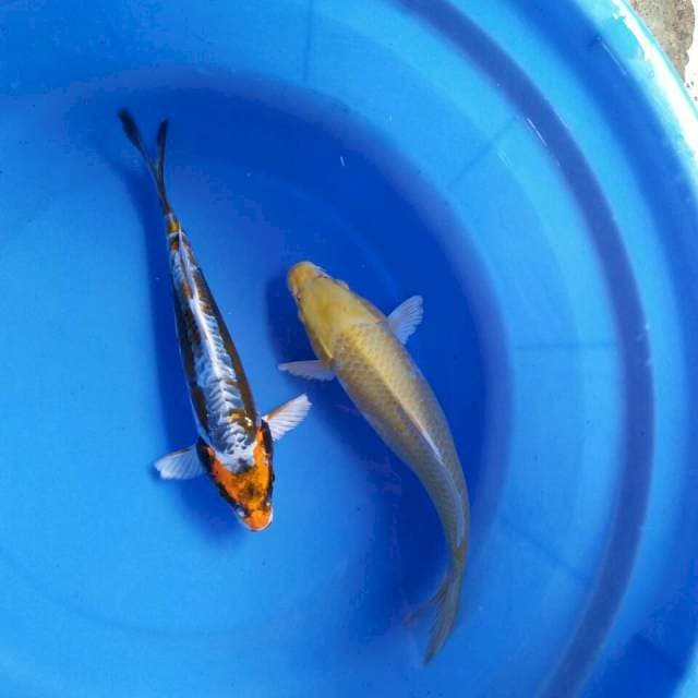 Mix koi 26cm