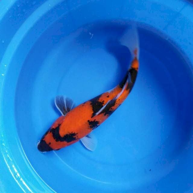 Hi showa 33cm