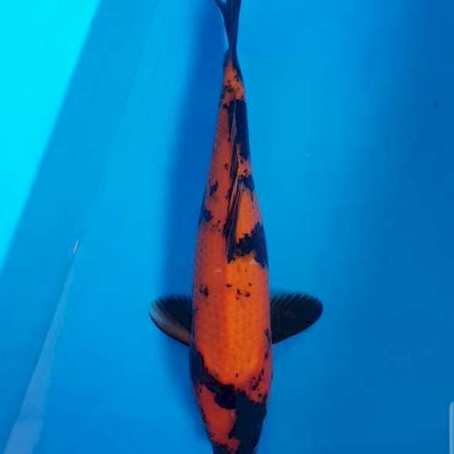 Hi Utsuri Pedas Male 37 cm