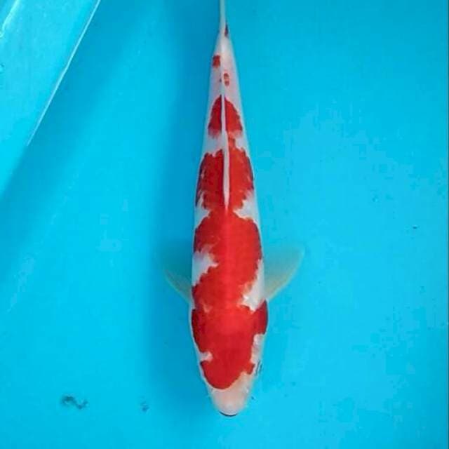 Kohaku pola step artistik 24cm