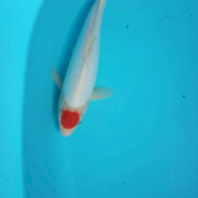 TANCO 30 CM