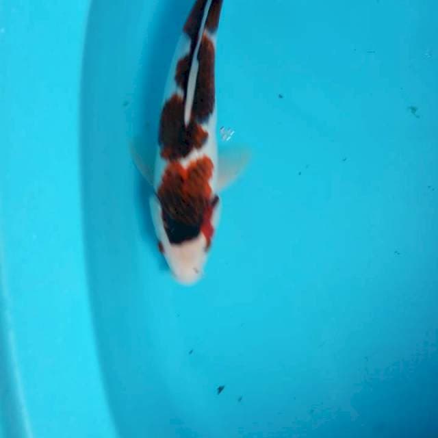 GOROMO