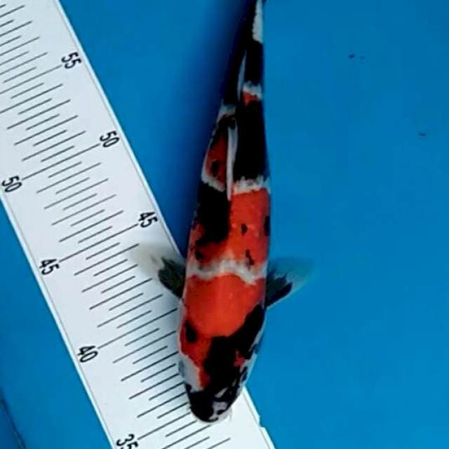 Showa cantik motogoro sempurna 27cm 