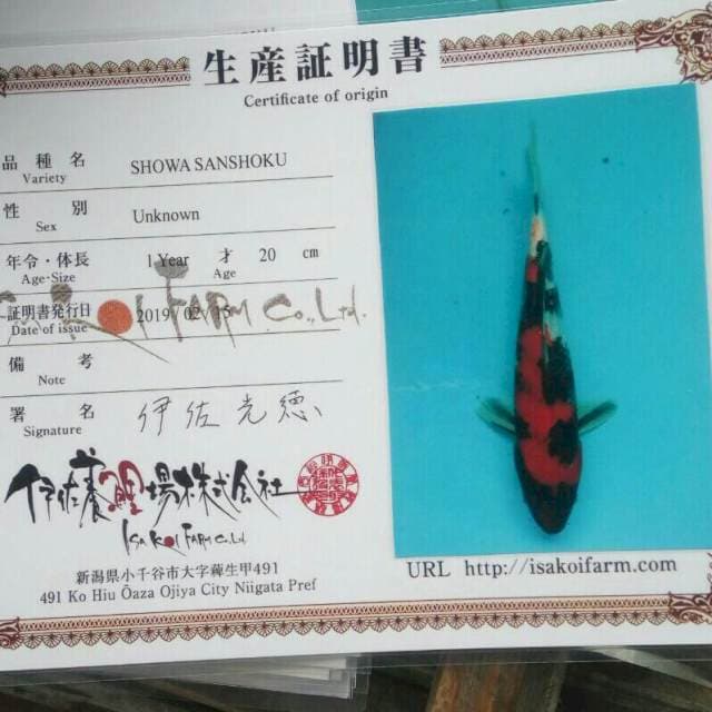 Showa isa koi farm