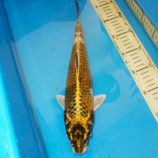 37cm MUKASI NET RAPI