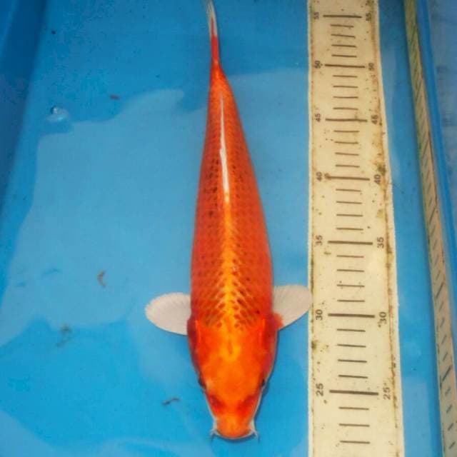 33cm AKA MATSUBA