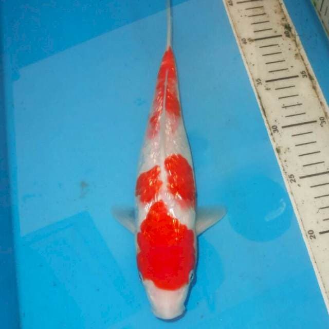 30CM KINGINRIN KOHAKU