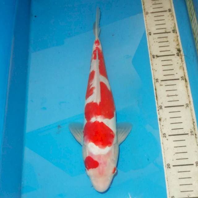 34Cm ABTRAK KOHAKU