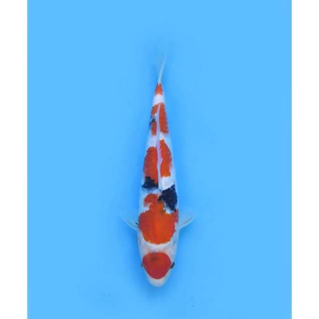 Maruten Kindai Showa , 35cm