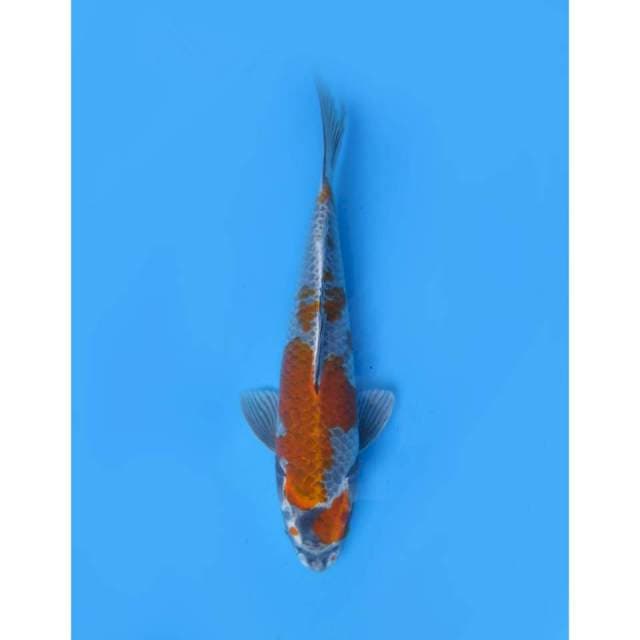 Ochiba Shigure ,35cm