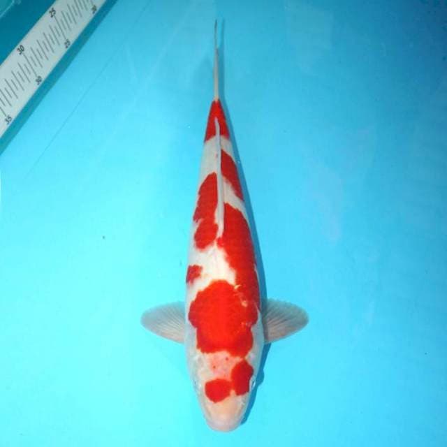 KOHAKU MERAH POLA UNIQ 36 CM