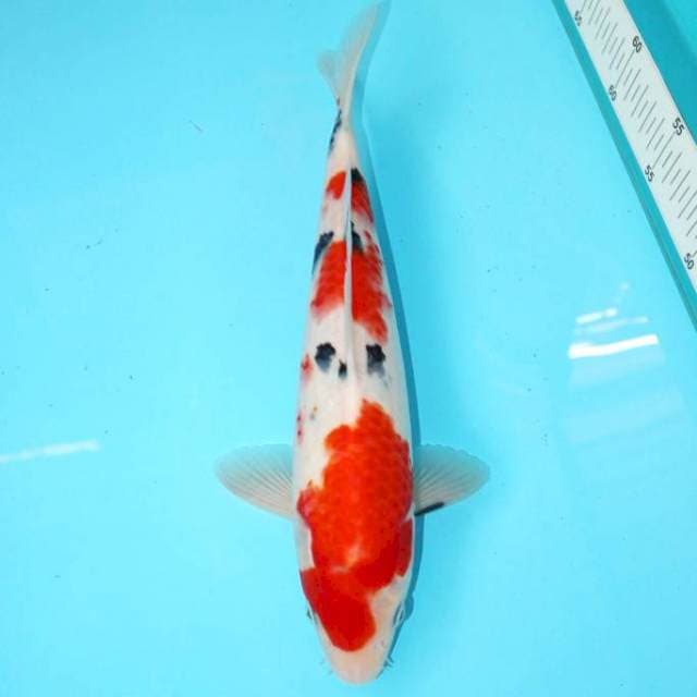 TATEGOI SANKE 31 CM