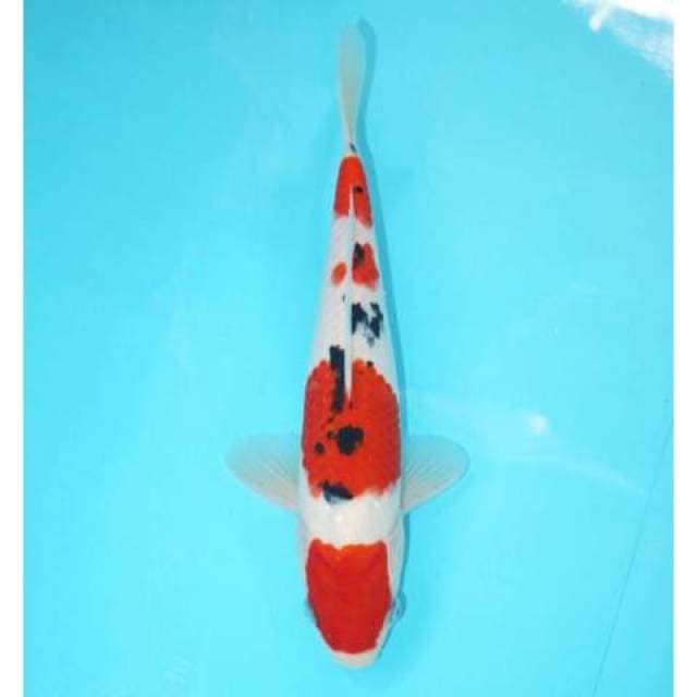 MARUTEN SANKE 27 CM