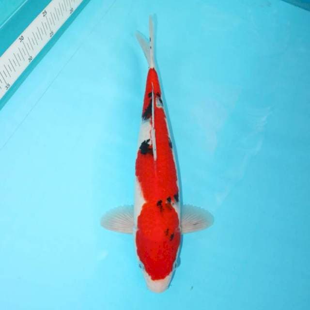 ORIGINAL SANKE MERAH 34 CM