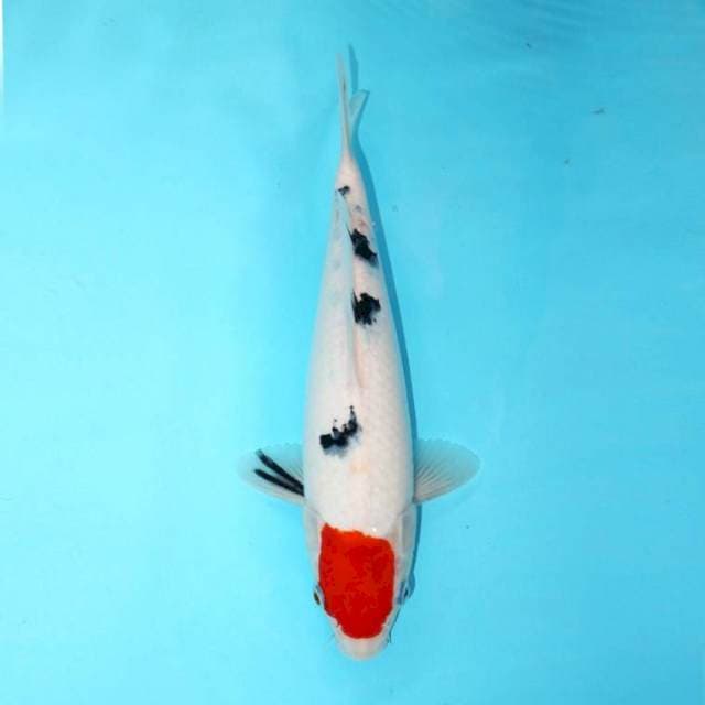 TANCHO SANKE SIROJI BAGUS 28 CM