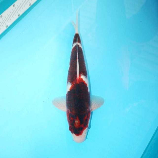GOROMO SANDAN 34 CM