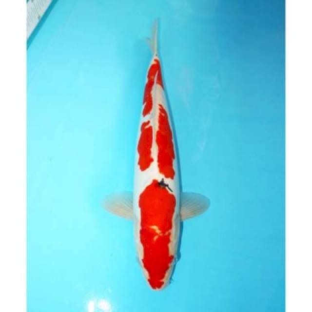 DOITSU SANKE MALE 41 CM