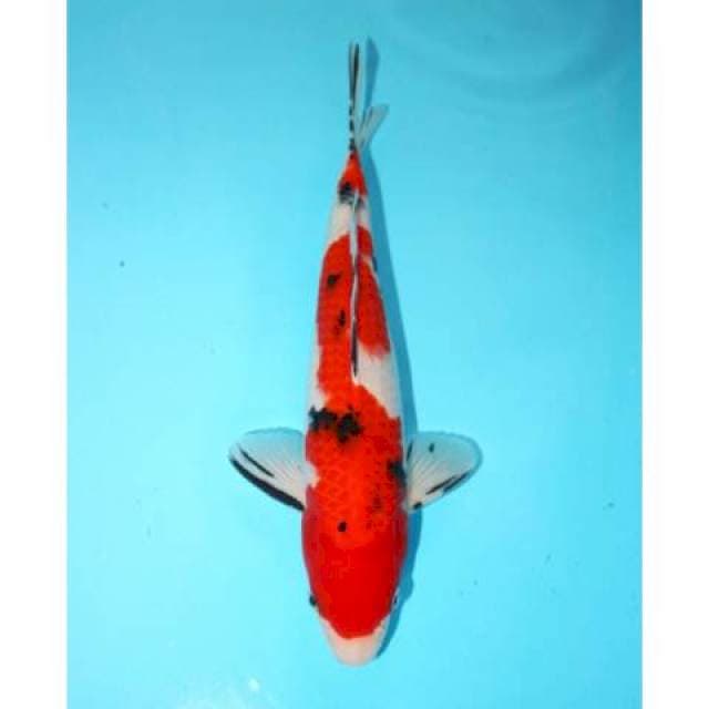 RED SANKE MALE 31 CM
