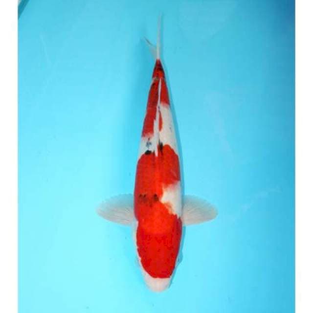 SHOWA TATEGOI 36 CM