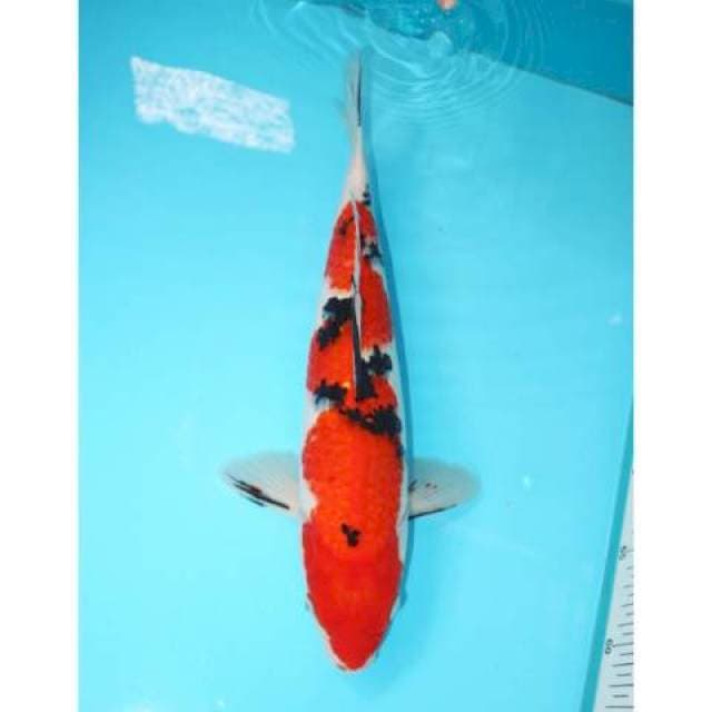 INAZUMA PATTERN SANKE 35 CM