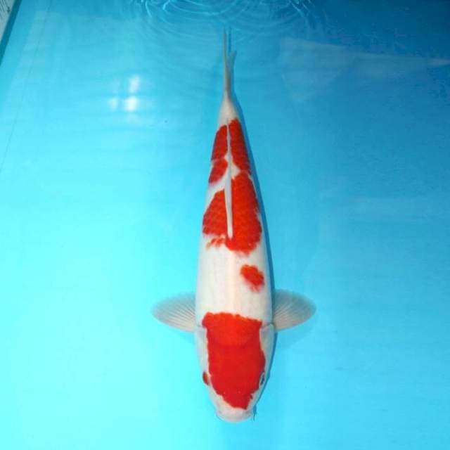 KOHAKU 36 CM